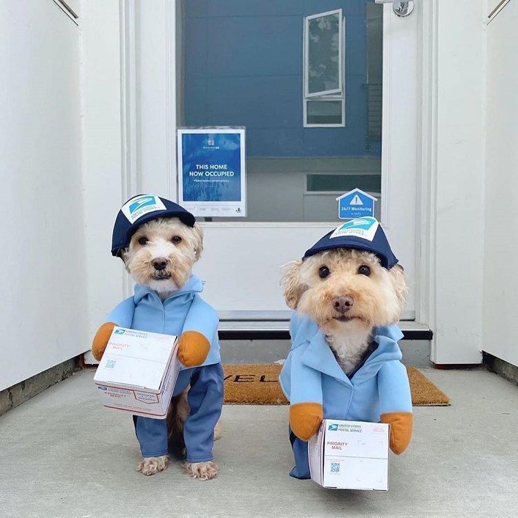 UPS Dog Costume