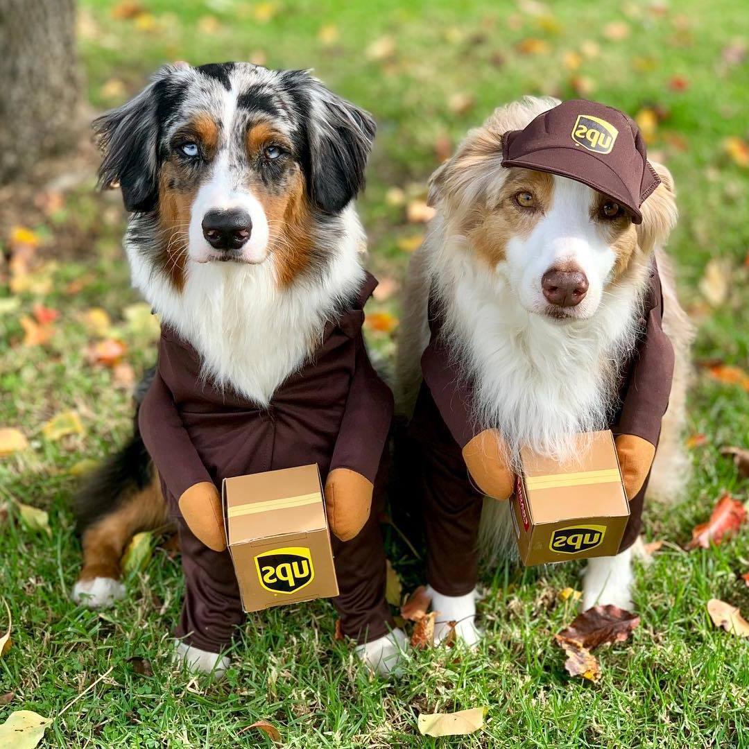 UPS Dog Costume