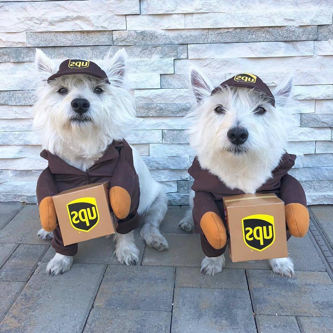 UPS Dog Costume