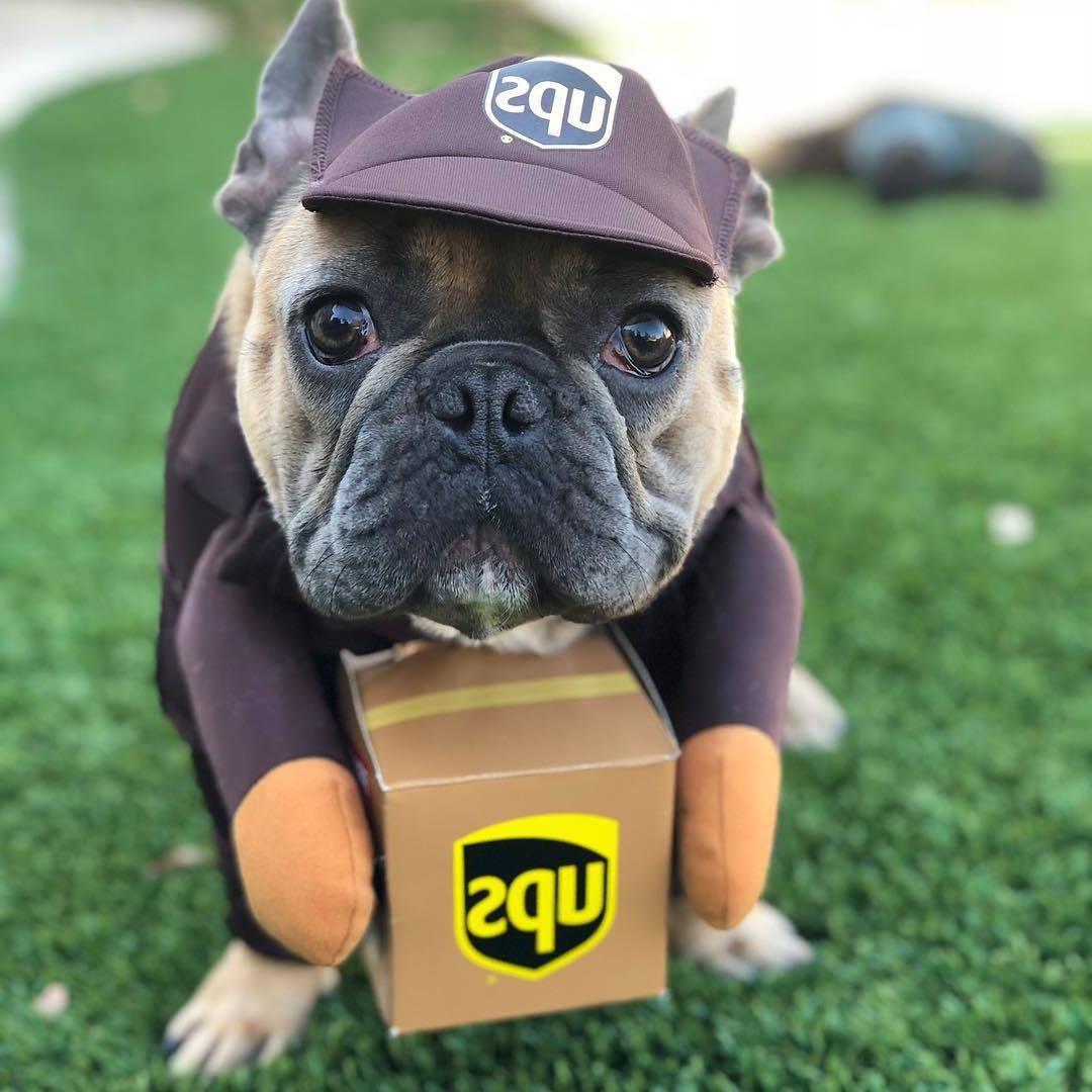 UPS Dog Costume