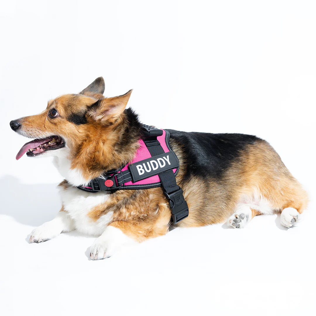 Anti-Choke Pet name harness